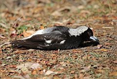 Australian Magpie